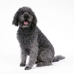 Dog Photography Prints: Labradoodle Dog