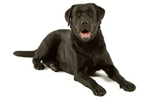 Labrador - black Print