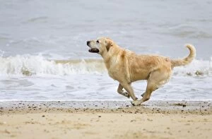 Images Dated 3rd April 2005: Labrador Dog Running on beach Waxham Beach Norfolk UK