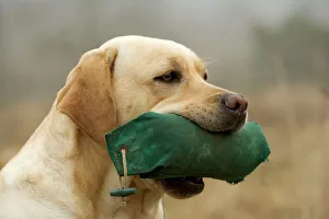 Labrador - with dummy in mouth Labrador - with dummy in mouth