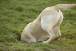 Unique Pet Photography Prints: Labrador - with head down hole