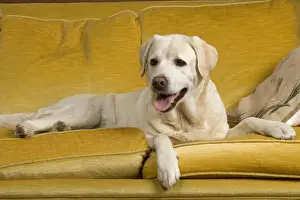 Unique Pet Photography Art Prints: Labrador - lying on sofa