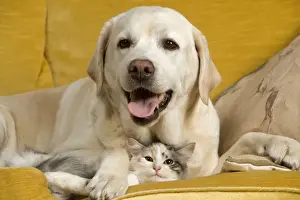 Jean Michel Labat Art Print Prints: Labrador - lying on sofa with cat