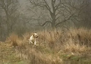 Labrador Breed Pictures Prints: Labrador - running