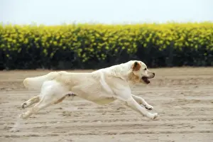 Personal Use Only Prints Available Prints: Labrador - running through field