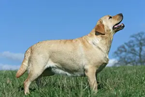 Unique Pet Photography Images Prints: Labrador - standing