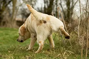 Jean Michel Labat Artwork Prints: Labrador - urinating