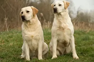 Unique Pet Photography Gifts Prints: Labradors - sitting