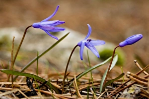 Lady Lochs Glory of the snows - endemic bulb in the Troodos Mountains Lady Lochs Glory of the snows - endemic bulb in the Troodos Mountains