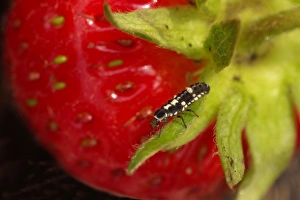 Ladybird Larvae on Strawberry Ladybird Larvae on Strawberry
