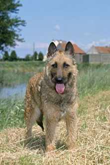 Laekenois / Belgian Shepherd Dog Laekenois / Belgian Shepherd Dog