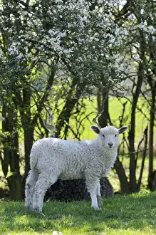 Agricultural Mammals Prints: LAMB. Lamb in field