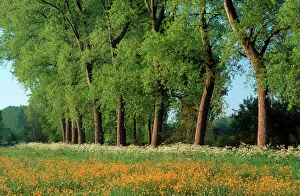 Landscape with Poplars, Cow Parsley and meadow buttercup Landscape with Poplars, Cow Parsley and meadow buttercup