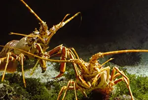 European Seafood Prints: Langoustines