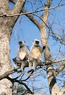 Unique Wildlife Photography Prints: Langur Monkey - x2 in tree