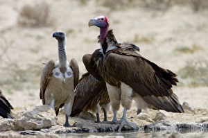 Lappet-faced (Aegypius tracheliotus) and White-backed Vulture (Gyps africanus Lappet-faced (Aegypius tracheliotus) and White-backed Vulture (Gyps africanus