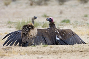 Lappet-faced Vulture - spreading wings with White-Backed Vulture (Aegypius africanus) Lappet-faced Vulture - spreading wings with White-Backed Vulture (Aegypius africanus)