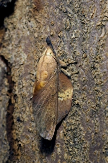Lappet Moth - on tree-bark - has its wings and antennae in folded position that makes it looks like a small twig Lappet Moth - on tree-bark - has its wings and antennae in folded position that makes it looks like a small twig