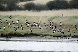 Lapwing - flock in flight along river estuary - autumn Lapwing - flock in flight along river estuary - autumn