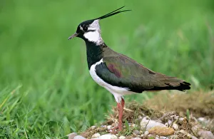 LAPWING - Male in breeding territory LAPWING - Male in breeding territory