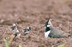 Chris Knights Photographer Prints: Lapwing - with young