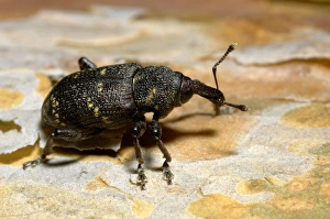 Large brown trunk beetle / Pine weewil / True weewil beetle, adult, on a pine-bark in a timber-cutting site in early Large brown trunk beetle / Pine weewil / True weewil beetle, adult, on a pine-bark in a timber-cutting site in early