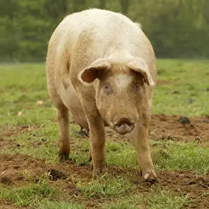 Large White Pig Prints: Large White Pig - In field