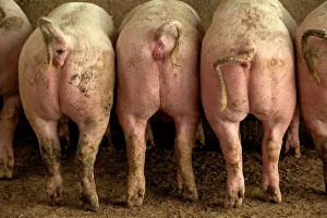 Large White PIGS - rear view, showing curly tails Large White PIGS - rear view, showing curly tails