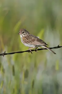 Nature Photography Prints: Lark Sparrow