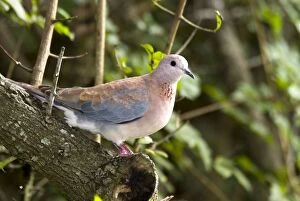 Images Dated 23rd December 2006: Laughing Dove on perch. The commonest South African dove, well adapted to gardens and cities
