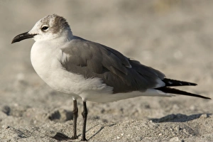 Laughing gull - immature, winter Laughing gull - immature, winter
