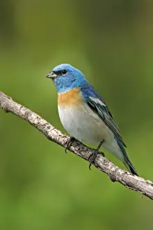 Jim Zipp Wildlife Photography Prints: Lazuli Bunting