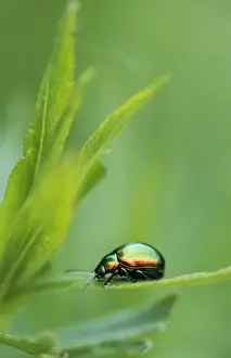 Leaf Beetle Germany Prints: Leaf Beetle