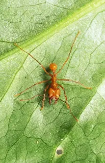 Leaf Cutter Ants Prints: Leaf Cutter Ant