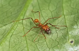 Leaf Cutter Ants Prints: Leaf-cutter Ants