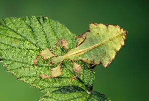 Unique Wildlife Photography Prints: Leaf Insect