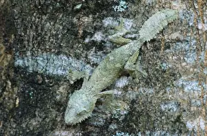 Madagascar Reptiles Prints: Leaf-tailed Gecko Madagascar