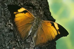 Nature Prints For Sale Online Prints: Leaf Wing Butterfly