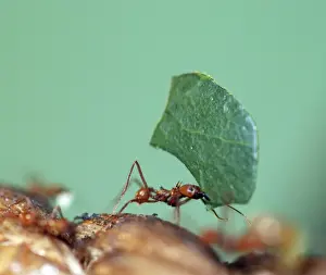 Australian Insects Prints: Leafcutter Ant - carrying leaf