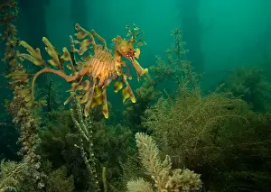 Leafy Seadragon Prints: Leafy seadragon - in algae under a petty, Wool Bay, South Australia TED00704