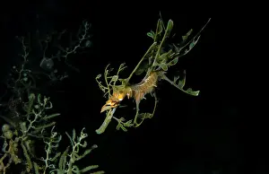 Australian Marine Life Images Prints: Leafy Seadragon, Phycodorus eques