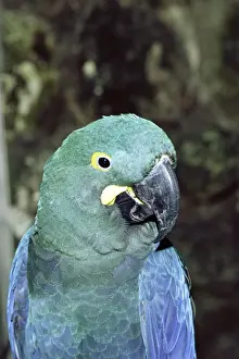 Wildlife Conservation Images Prints: Lears Macaw