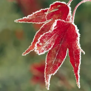 Maple Leaf Close Up Prints: Frost On Maple Leaf