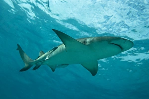 Lemon Shark - male swimming just under the surface Lemon Shark - male swimming just under the surface