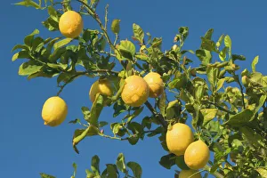 Lemon Tree - with ripe lemon fruits hanging from branch Lemon Tree - with ripe lemon fruits hanging from branch