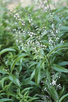 Lemon Verbena Plant Prints: Lemon Verbena