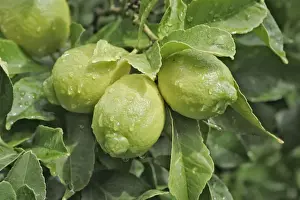 Lemon Tree Prints: Lemons growing on tree