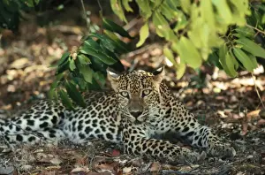 Wildlife Prints Personal Use Only Prints: Leopard