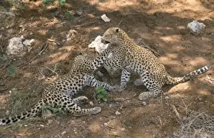 Personal Use Prints Only Prints: Leopard - cubs playing