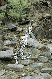 Images Dated 30th December 2003: leopard, Namibia